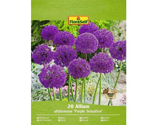 Bulbi De Flori Floraself Allium Sensation Violet 20 Buc