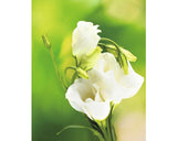 Panou Radiant Infrarosu Tip Tablou 13649031 60x30 Cm 210 Watt